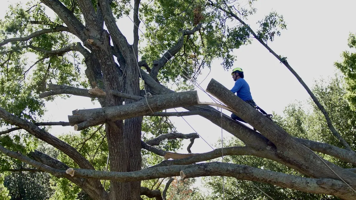 Professional Crown Thinning performed by certified arborists in Stoddard