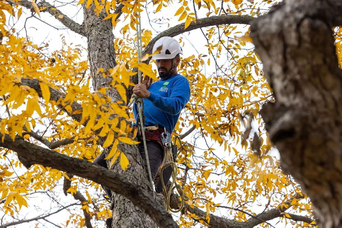Skilled Storm Damage Cleanup crew working in Stoddard