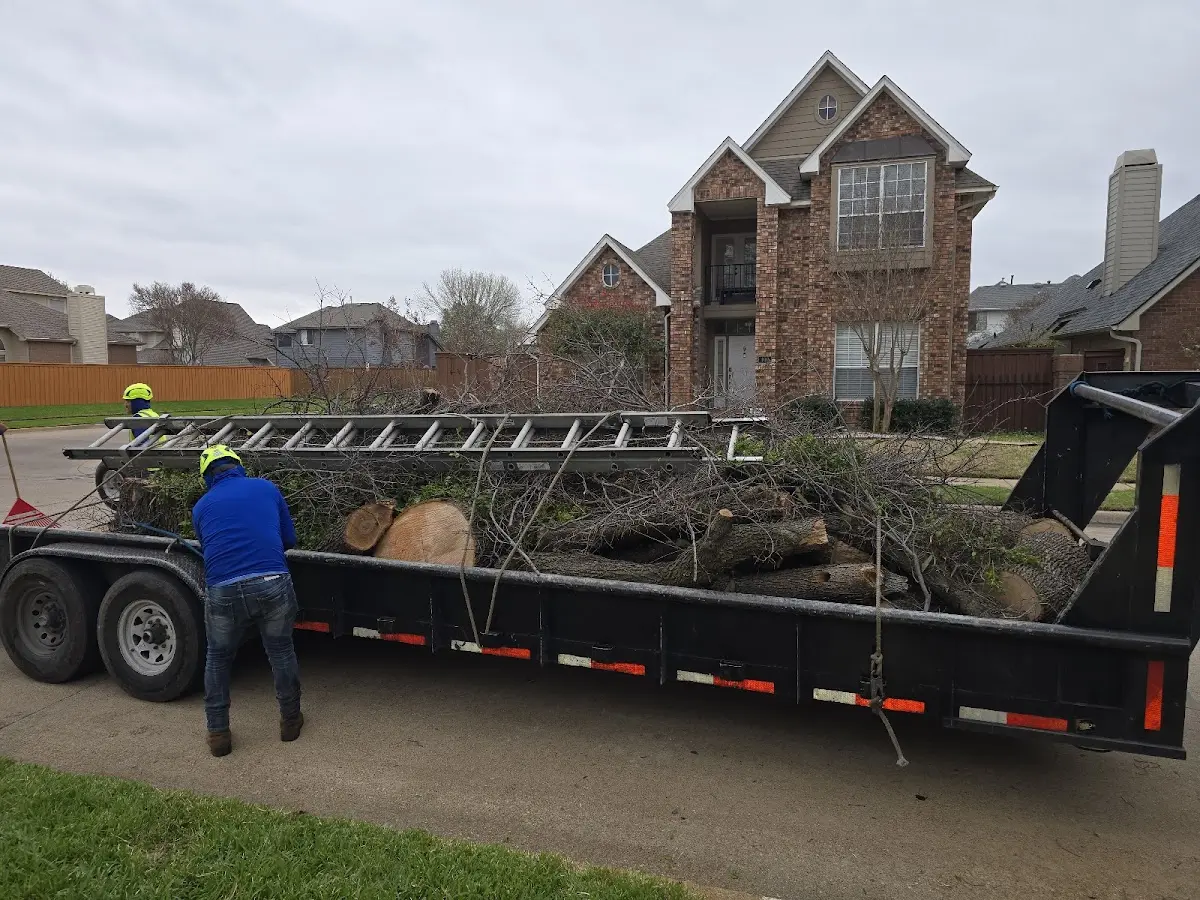 Expert Tree Pest Control with proper safety equipment in Stoddard